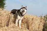 SIBERIAN HUSKY 008